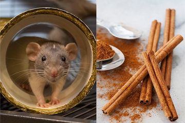 TAK USAH REPOT DENGAN BAHAN INI TIKUS LANGSUNG NGACIR