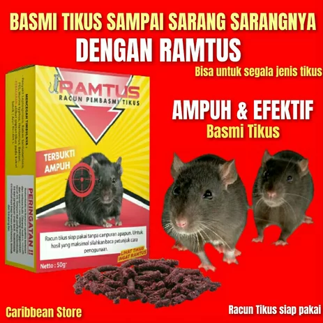 RACUN YANG EFEKTIF UNTUK MEMBASMI TIKUS DI RUMAH