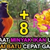 MURAI BATU JADI GACOR KARENA MINYAK IKAN