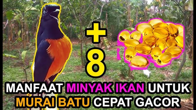 MURAI BATU JADI GACOR KARENA MINYAK IKAN