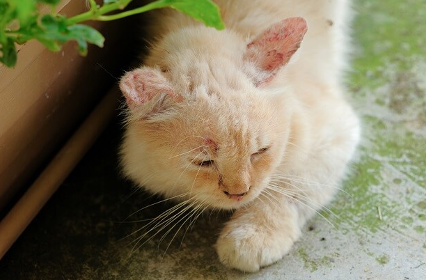 Mengenal Penyakit Jamur pada Kucing dan Cara Mengobatinya