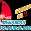 Cara Menaikkan Emosi Murai Batu Agar Mental Kuat