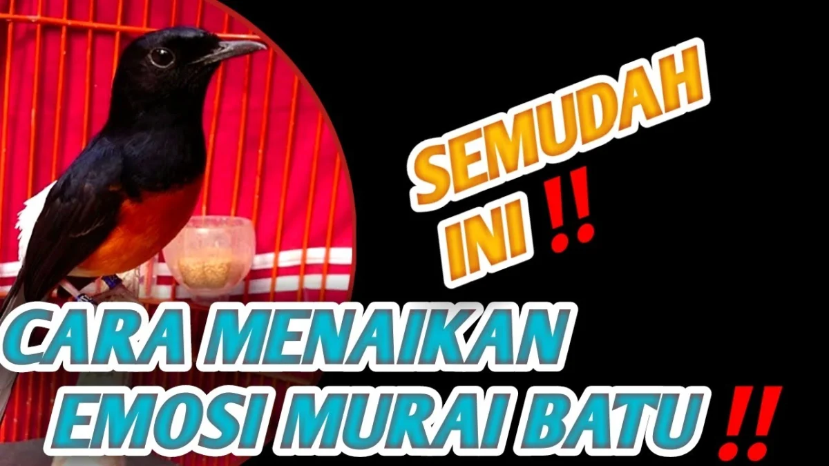 Cara Menaikkan Emosi Murai Batu Agar Mental Kuat