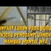 MANFAAT LARON BUAT BURUNG KICAU YANG BAGUS