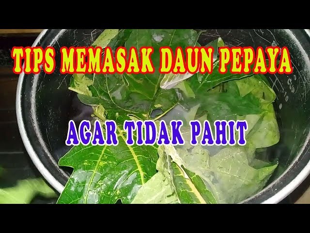 Cara Mengolah Daun Pepaya Agar Tidak Pahit dan Cepat Empuk