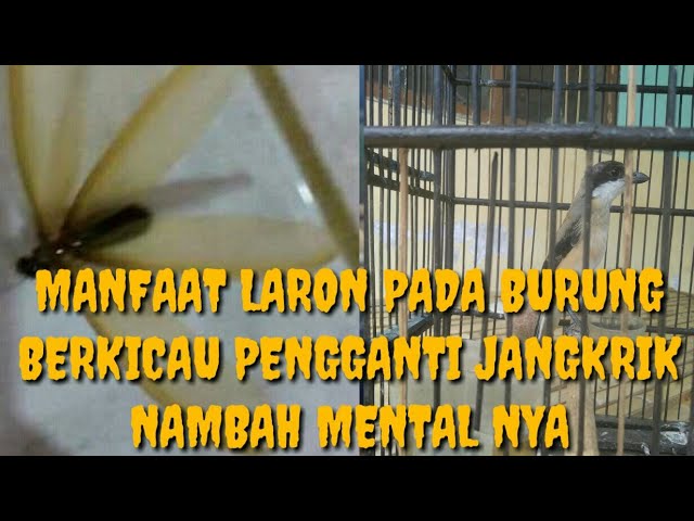 MANFAAT LARON BUAT BURUNG KICAU YANG BAGUS