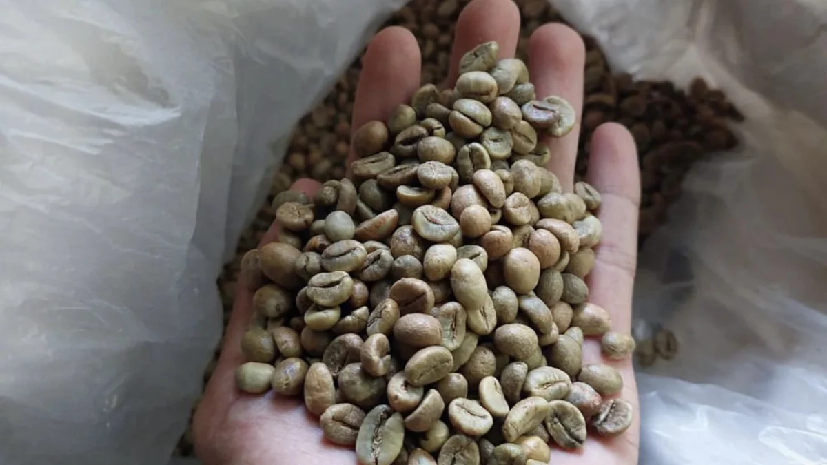 Perbedaan Kopi Arabika dan Robusta. Mulai dari Rasa, Harga dan Cara Merawatnya