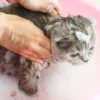 Panduan Cara Memandikan Anak Kucing atau Kitten yang Baik dan Benar