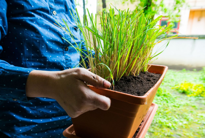 10 Tips Menanam dan Merawat Tanaman Serai