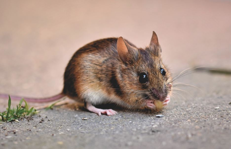 Cara Membuat Racun Tikus Alami Dengan Mudah