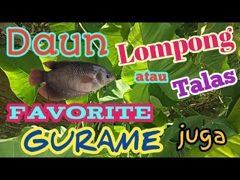 Mengenal Tanaman Talas, Ikan Gurame