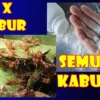 Cara Mengusir Semut yang mudah dan cepat mati