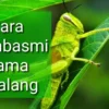 CARA MEMBASMI BELALANG DENGAN AKURAT DI TANAMAN HIAS KITA