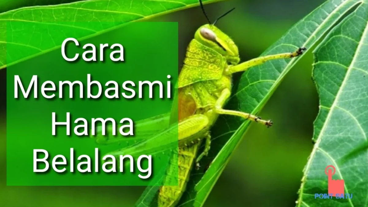 CARA MEMBASMI BELALANG DENGAN AKURAT DI TANAMAN HIAS KITA