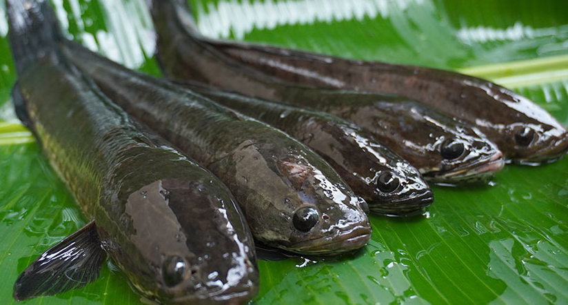 manfaat ikan gabus buat luka