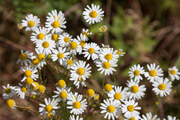 BUNGA CHAMOMILE