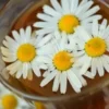 Chamomile