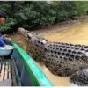 viral buaya riska di tangkap