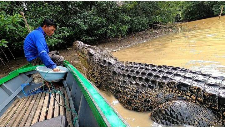 viral buaya riska di tangkap