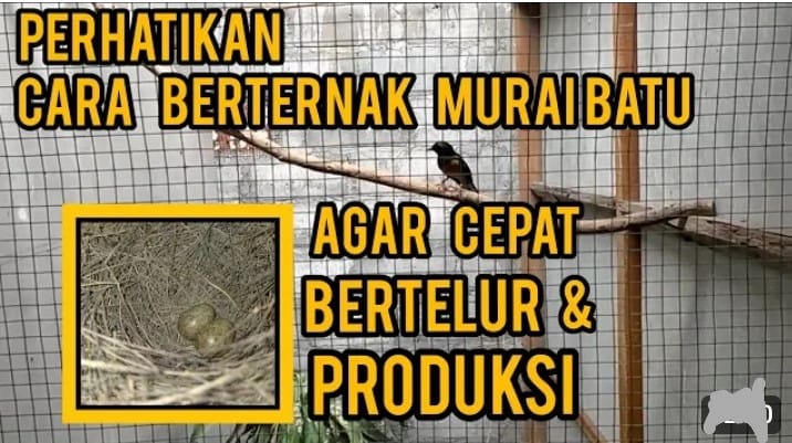 Cara agar murai batu cepat kawin dan bertelur