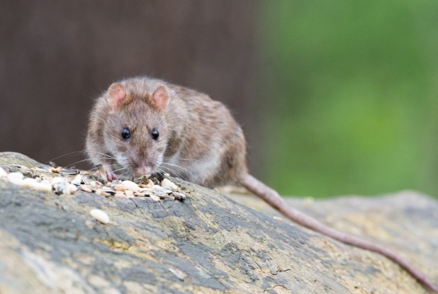 Cara Mengusir Tikus Got Dengan Mudah dari Dalam Rumah dan Pekarangan