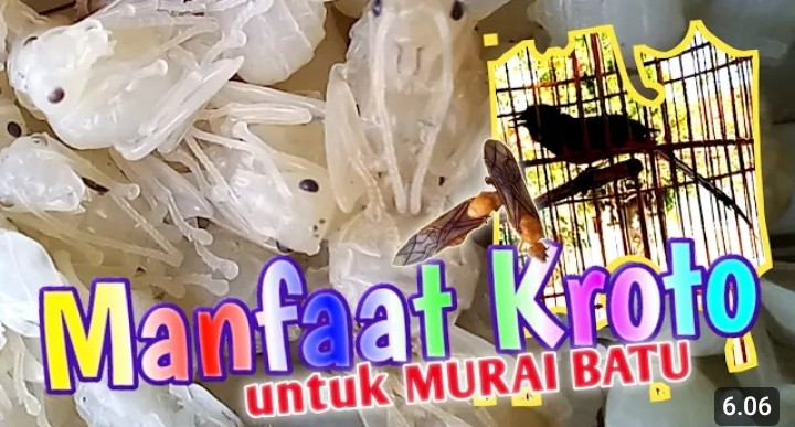 Manfaat kroto untuk murai batu