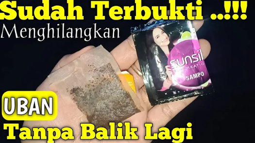 Cara Mudah Hilangkan Uban Dari Ujung Rambut Sampai Ke Akarnya Dengan Ampas Teh dan Shampo Uban Tidak Tumbuh Lagi