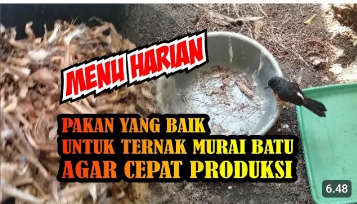 Pakan burung murai batu agar cepat bertelur