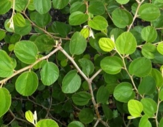 7 Langkah Atasi Flek Hitam Dengan Daun Bidara, Kulit Wajah Jadi Tampak Cerah Alami