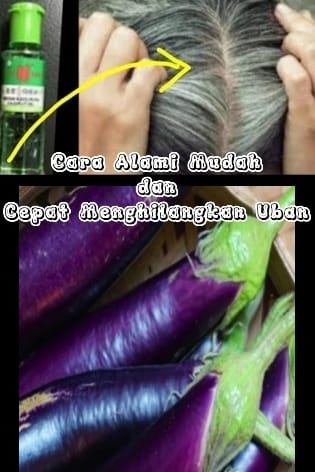 2  Cara Alami Mudah dan Cepat Menghilangkan Uban Sampai Ke Akar Nya Dengan Terong dan Minyak Kayu Putih, Aman, Menguatkan Rambut, Sehat, dan Menutrisi Rambut.