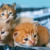 Cara Merawat Anak Kucing atau Baby Kitten dengan Benar