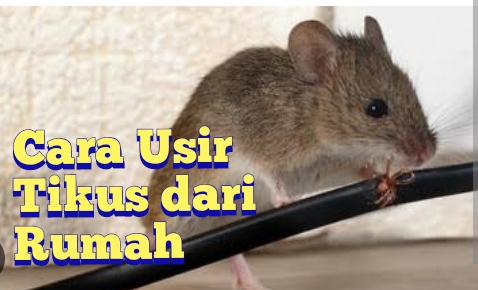 Daun-daunan yang bisa mengusir tikus di rumah