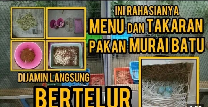 cara ternak murai batu agar cepat bertelur