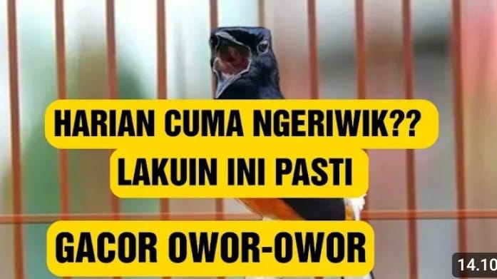 cara mengatasi murai batu ngeriwik