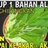 cara menghilangkan uban dengan daun pepaya