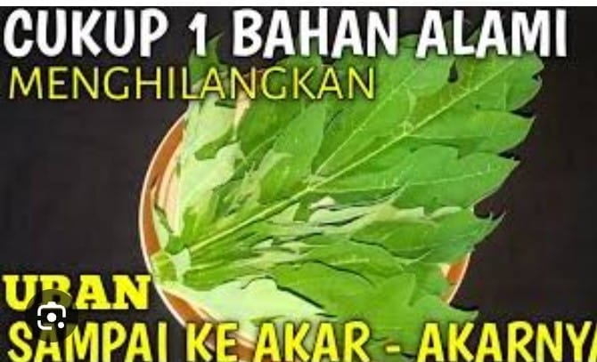 cara menghilangkan uban dengan daun pepaya