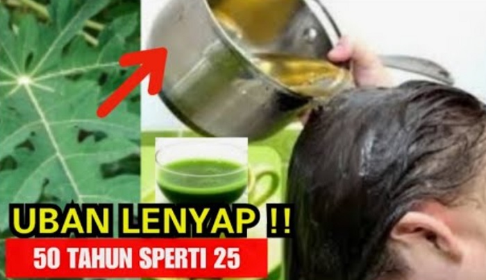 daun pepaya untuk atasi uban