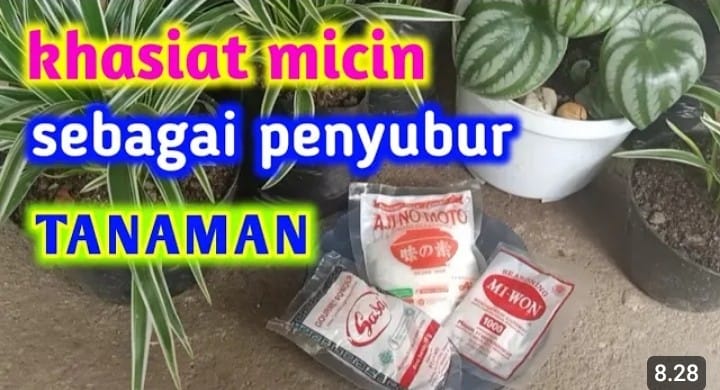 efek micin untuk tanaman