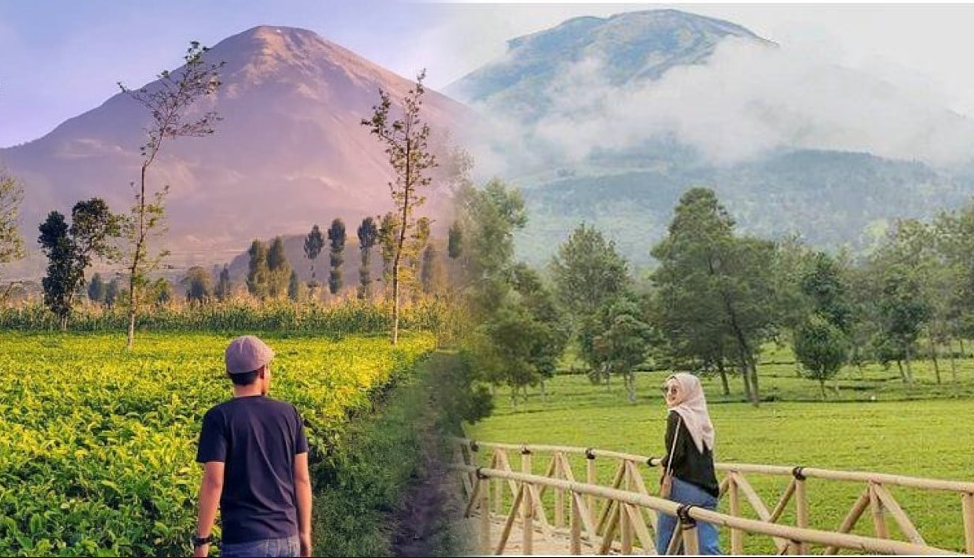 kebun teh tambi wonosobo