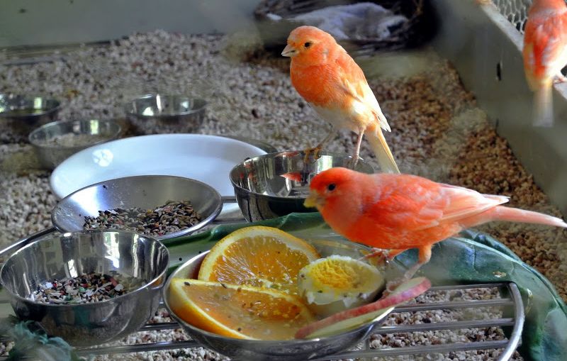 makanan burung kenari