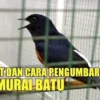 manfaat kandang umbaran untuk murai