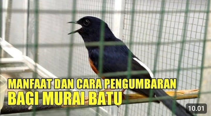 manfaat kandang umbaran untuk murai