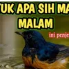 manfaat mandi malam untuk murai batu