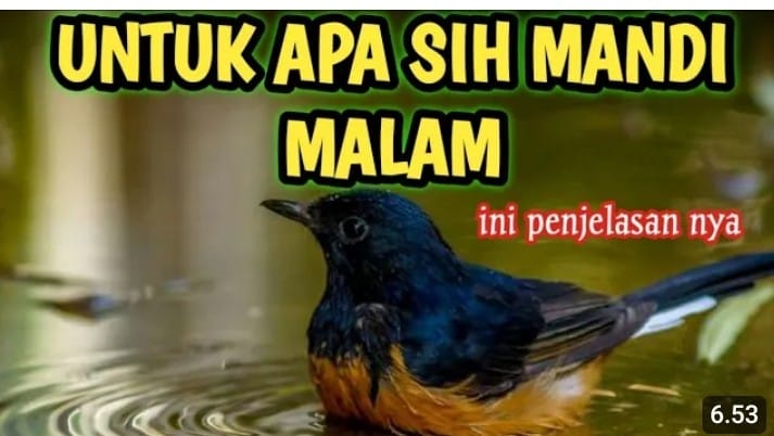 manfaat mandi malam untuk murai batu