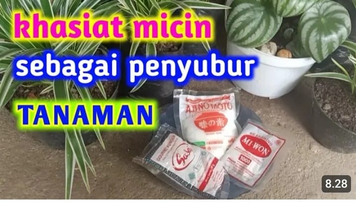 manfaat micin untuk tanaman hias