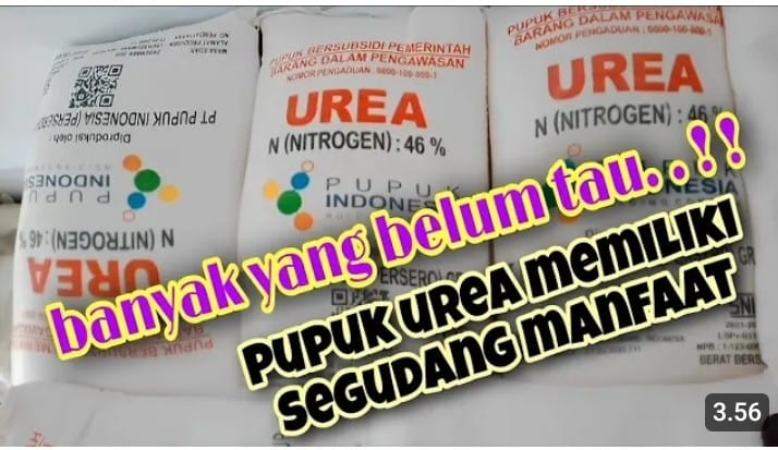 manfaat pupuk urea untuk tanaman hias