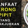 Segudang Manfaat Tanaman dari Terong pipit untuk kesehatan