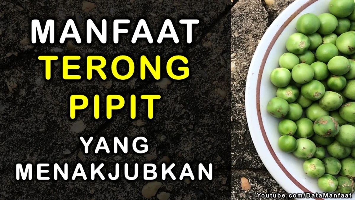 Segudang Manfaat Tanaman dari Terong pipit untuk kesehatan