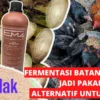 cara fermentasi batang pisang untuk pakan ayam