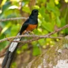 Cara memilih burung murai batu yang bagus